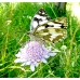 Marbled White galathea 15 eggs